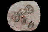 Cluster of Basseiarges & Phacopid Trilobites - Jorf, Morocco #131292-1